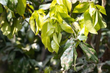 Güneydoğu Asya ve Avustralya 'da tropik bir mangrov ormanı türü olan Cynometra ramiflora ağacının yaprakları. 