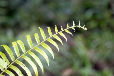 Geniş bir kılıç eğreltiotu yaprağı, Nephrolepis biserrata, yağmur ormanlarında. 