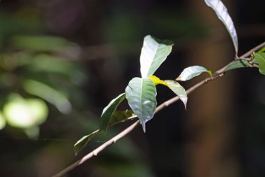 Vatica kokulu ağacından yapraklar, tropikal Asya 'dan bir tür.