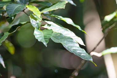 Vatica kokulu ağacından yapraklar, tropikal Asya 'dan bir tür.