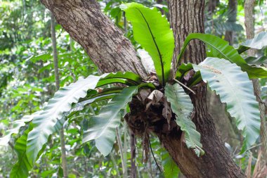 Bir kuş yuvası eğreltiotu, Asplenium nidus, Güneydoğu Asya 'da bir yağmur ormanında bir dalda.. 