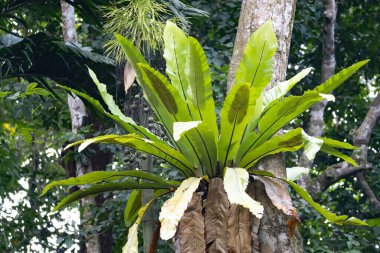 Bir kuş yuvası eğreltiotu, Asplenium nidus, Güneydoğu Asya 'da bir yağmur ormanında bir dalda.. 