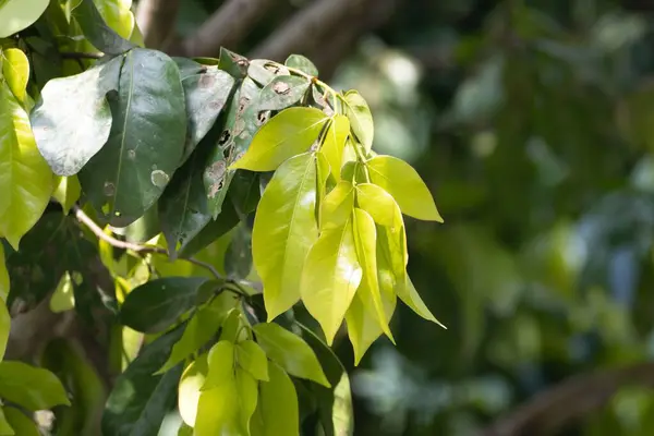 Hojas Árbol Cynometra Ramiflora Una Especie Manglar Tropical Sudeste Asia — Foto de Stock
