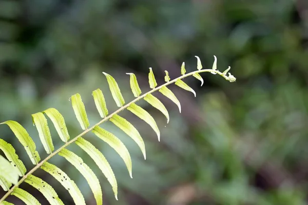 Geniş Bir Kılıç Eğreltiotu Yaprağı Nephrolepis Biserrata Yağmur Ormanlarında — Stok fotoğraf