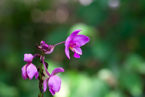 Filipin Zeminli Orkide Çiçeği Spatthoglottis Plicata — Stok fotoğraf