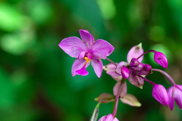 Flor Uma Orquídea Terrestre Filipina Spathoglottis Plicata — Fotografia de Stock