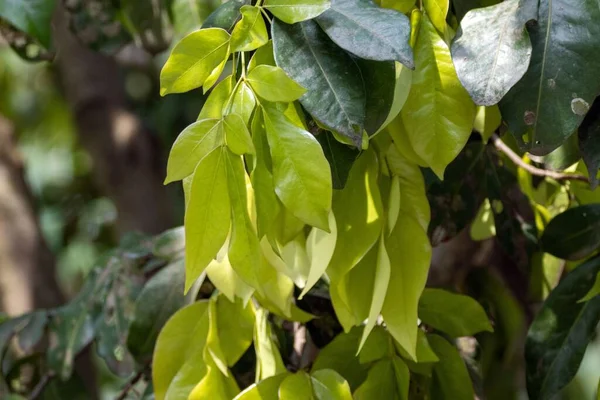 Hojas Árbol Cynometra Ramiflora Una Especie Manglar Tropical Sudeste Asia — Foto de Stock