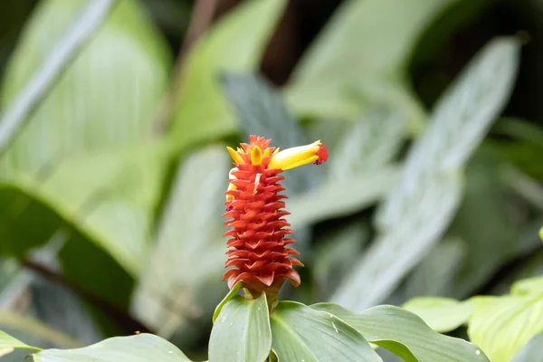 Flower Spiral Ginger Species Costus Productus — Stock Photo, Image