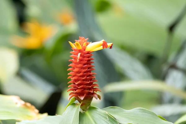 螺旋状の生姜種の花 Costus Productus — ストック写真