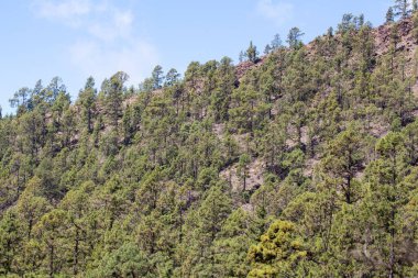 Kanarya Adası çamları, Pinus kanaryası, Teide Dağı, Tenerife, Kanarya Adaları 'nda.