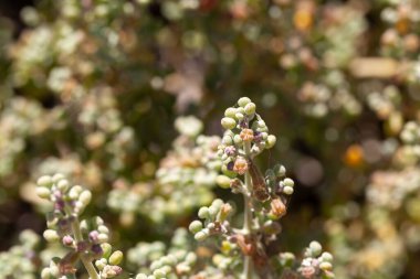 Fasulye kapari bitki türü Tetraena gaetula, Kuzey Afrika ve Kanarya Adaları 'ndan
