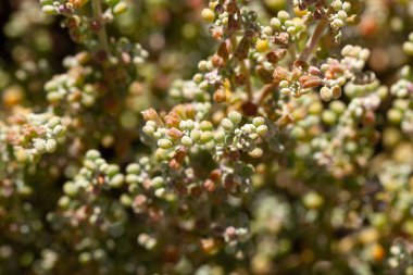 Fasulye kapari bitki türü Tetraena gaetula, Kuzey Afrika ve Kanarya Adaları 'ndan