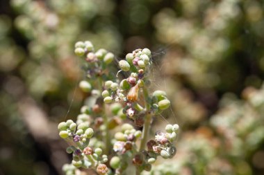 Fasulye kapari bitki türü Tetraena gaetula, Kuzey Afrika ve Kanarya Adaları 'ndan