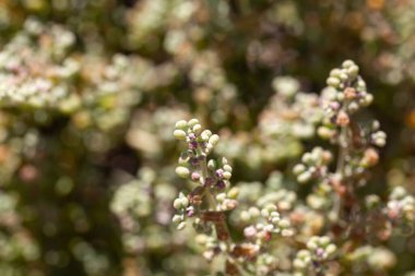 Fasulye kapari bitki türü Tetraena gaetula, Kuzey Afrika ve Kanarya Adaları 'ndan
