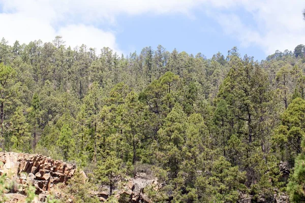 Kanarya Adası çamları, Pinus kanaryası, Teide Dağı, Tenerife, Kanarya Adaları 'nda.