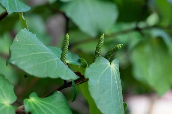 와카와 식물의 Piper Excelsum — 스톡 사진