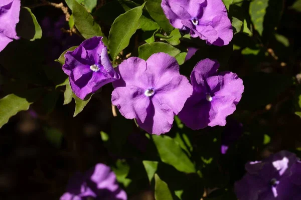Flor Una Brunfelsia Púrpura Real Brunfelsia Grandiflora — Foto de Stock