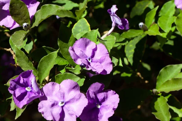 Flower of a royal purple brunfelsia, Brunfelsia grandiflora