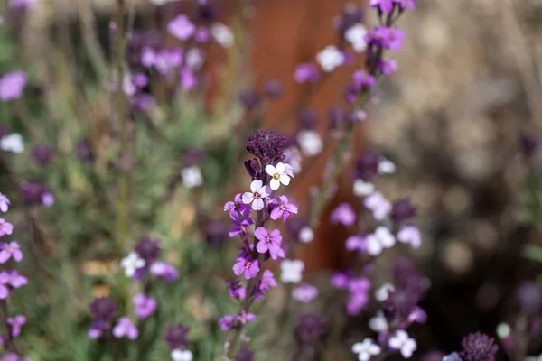 Blossoms Wallflower Species Erysimum Scoparium Endemic Species Canary Islands — Stock Photo, Image