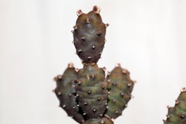 Kaktüs türü Tephrocactus articulatus var calvus, Arjantin 'den. 