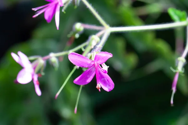 Kwiat Olbrzymiego Geranium Geranium Reuteri Wysp Kanaryjskich — Zdjęcie stockowe