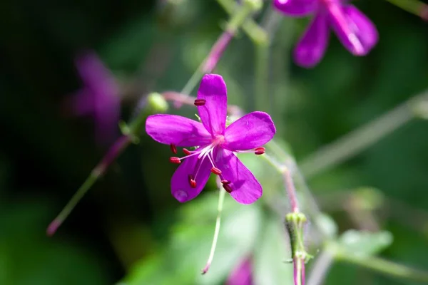 Egy Hatalmas Muskátli Virága Geranium Reuteri Kanári Szigetekről — Stock Fotó