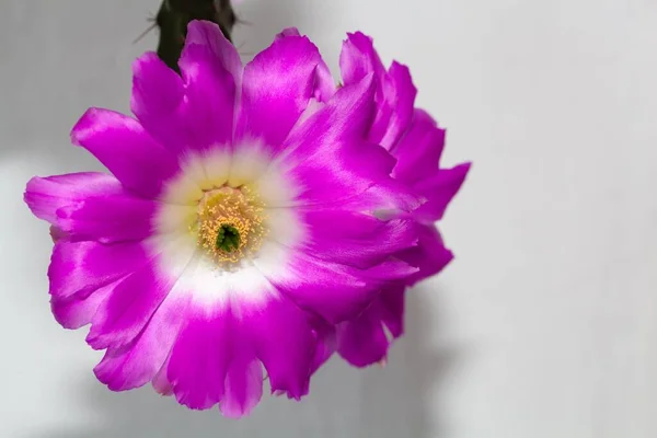 Fleur Cactus Doigt Dame Echinocereus Pentalophus Ssp Procumbens Une Espèce — Photo