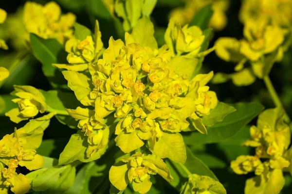Μακρο Φωτογραφία Λουλουδιών Του Φυτού Euphorbia Pilosa — Φωτογραφία Αρχείου