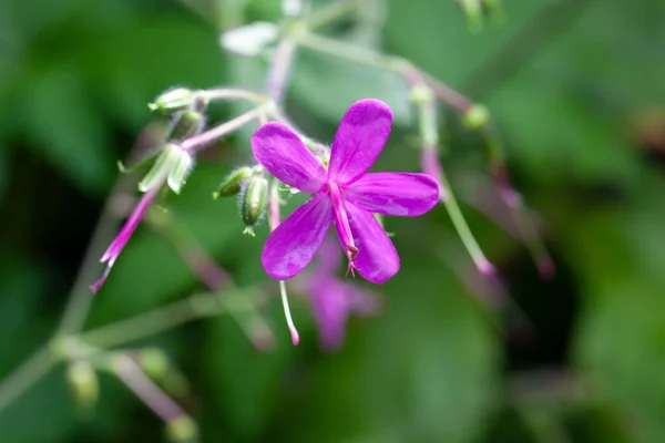 Egy Hatalmas Muskátli Virága Geranium Reuteri Kanári Szigetekről — Stock Fotó