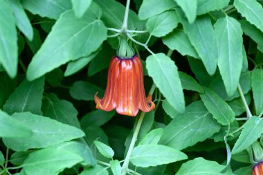 Kanarya Adası çan çiçeğinin çiçeği, Canarina kanaryası