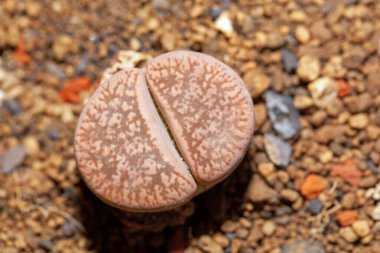 Namibya 'dan çakıl taşı bitkisi Lithops gesineae.. 