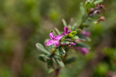 Gül daphne çalısı çiçeği, Daphne cneorum