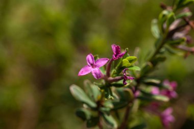 Gül daphne çalısı çiçeği, Daphne cneorum