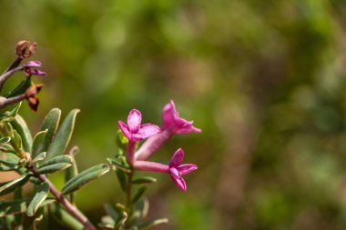 Gül daphne çalısı çiçeği, Daphne cneorum