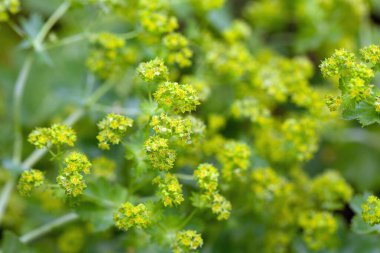 Bayan manto türünün çiçeği Alchemilla xanthochlora