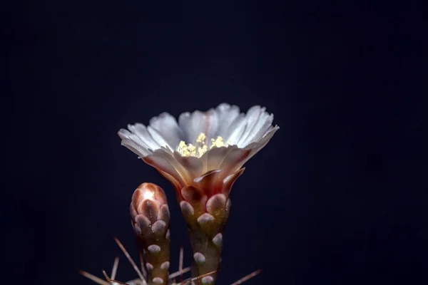 Flor Especie Cactus Gymnocalycium Borthii Ssp Nogolense — Foto de Stock