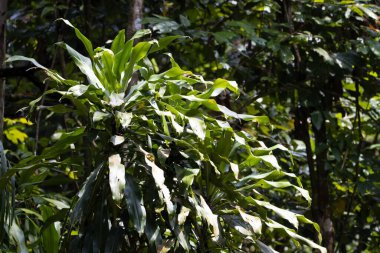 Çizgili bir drakena çalısı, Dracaena kokuları, yağmur ormanlarında. 
