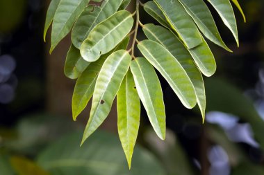 Yağmur ormanlarında bir Horsfieldia daktilolia ağacının yaprakları. 