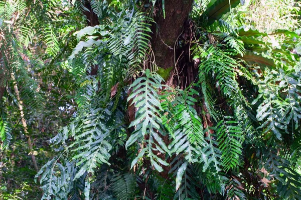 Une Fougère Feuilles Chêne Drynaria Quercifolia Dans Une Forêt Tropicale — Photo