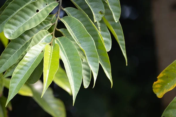Feuilles Horsfieldia Punctatifolia Dans Une Forêt Tropicale — Photo
