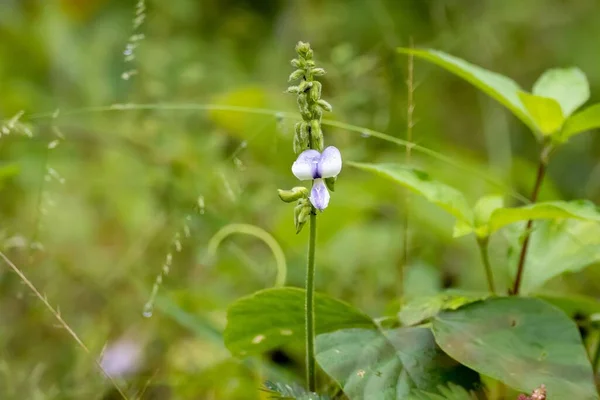 Flor Una Planta Tropical Kudzu Neustanthus Phaseoloides — Foto de Stock