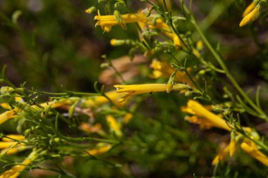 Çam iğnesi sakal dili çiçekleri, Penstemon pinifolius.