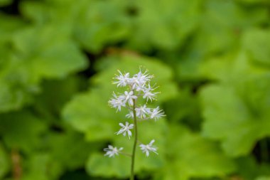 Kalbin tomurcuklanmış köpük çiçeği, Tiarella cordifolia