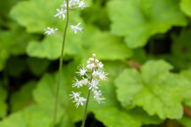 Kalbin tomurcuklanmış köpük çiçeği, Tiarella cordifolia