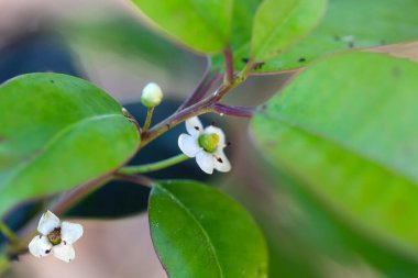 Kanarya Adaları 'ndan ayrılan küçük bir çobanpüskülü olan Ilex kanaryasının çiçeği