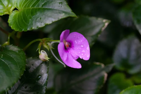 Kwiat Migawki Impatiens Cordata — Zdjęcie stockowe