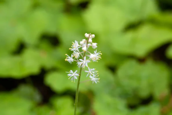 Ανθός Από Ένα Λουλούδι Από Φύλλα Καρδιάς Tiarella Cordifolia — Φωτογραφία Αρχείου