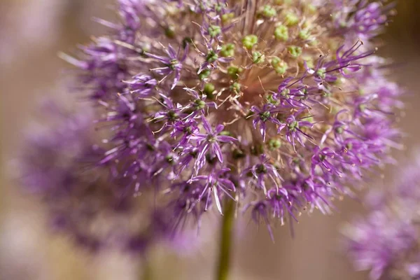 Květ Divoké Cibule Druhu Allium Macleanii Střední Asie — Stock fotografie