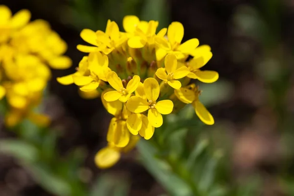 Pladderpod Bitkisinin Çiçekleri Alyssoides Utriculata — Stok fotoğraf