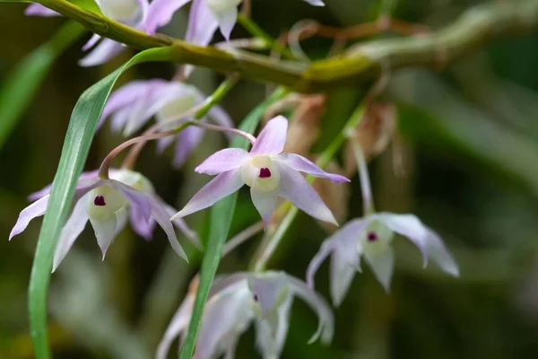 Fleurs Une Orchidée Dendrobium Hercoglossum Une Espèce Asie — Photo